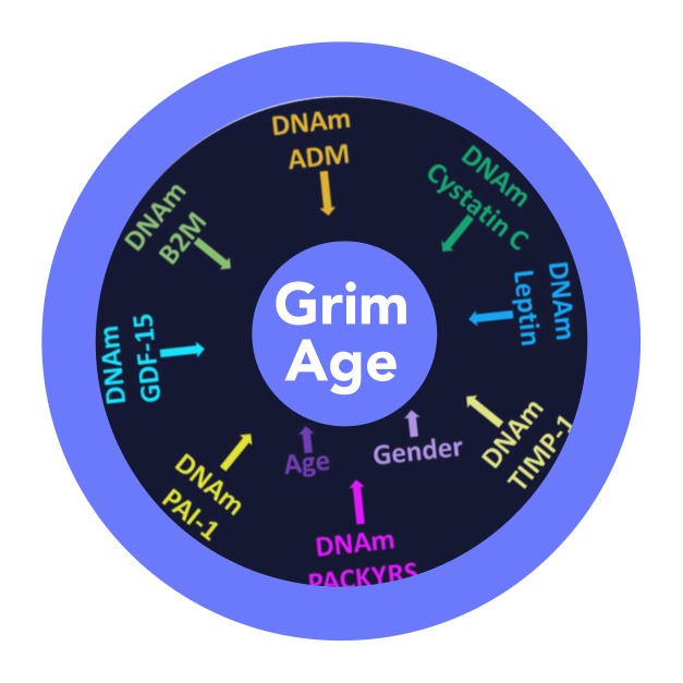 GrimAge is built from eight DNA methylation surrogate markers - adrenomedullin, beta-2 microglobulin, cystatin C, GDF-15, leptin, PAI-1, TIMP-1 and smoking pack-years - combined with chronological age and sex